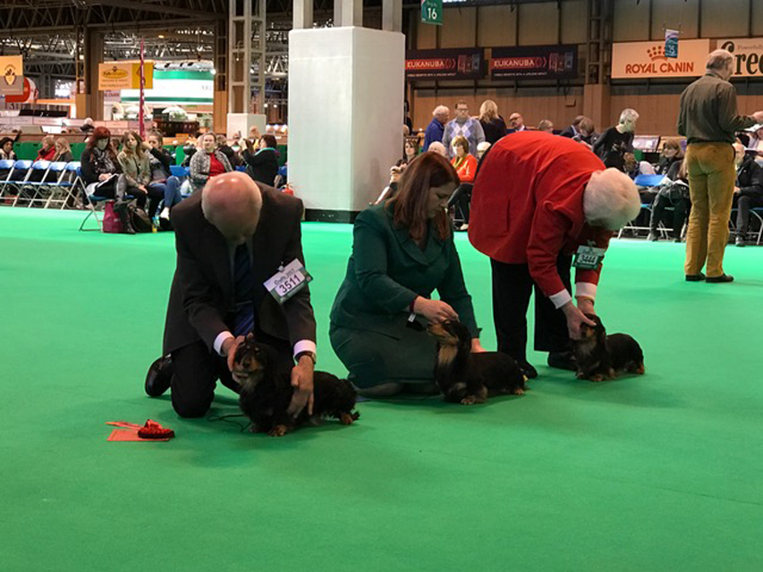 Crufts The World's Largest Dog Show | Events & Competitions