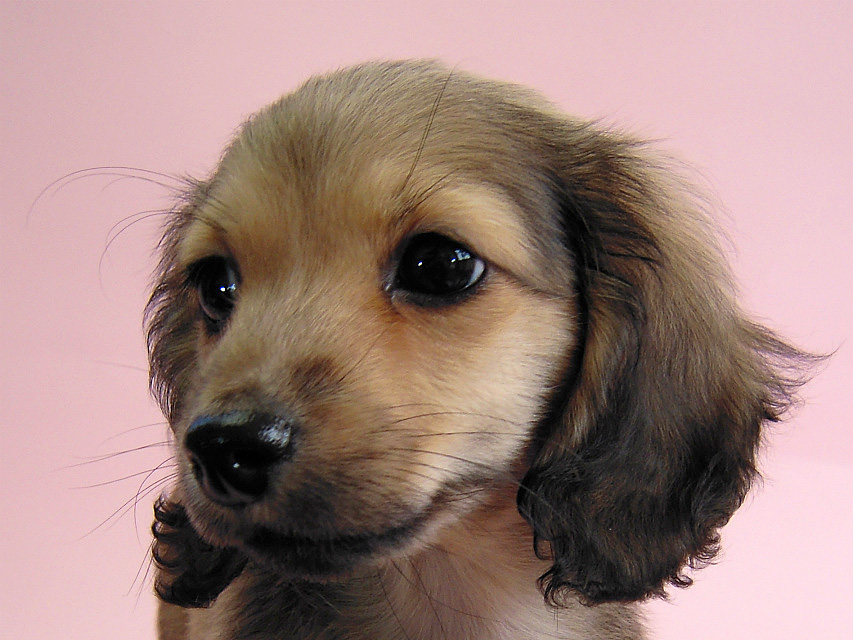 カニヘン シェーデットクリーム女の子 石川県・N様 カニヘン シェーデットクリーム女の子 石川県・N様