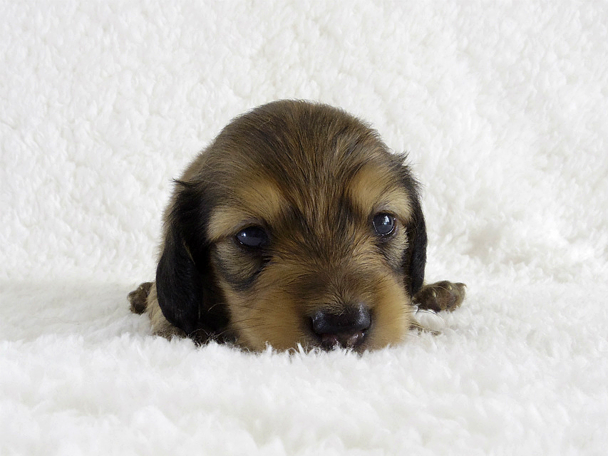 カニンヘン 子犬 シェーデットクリーム男の子 カニンヘン 子犬 シェーデットクリーム男の子