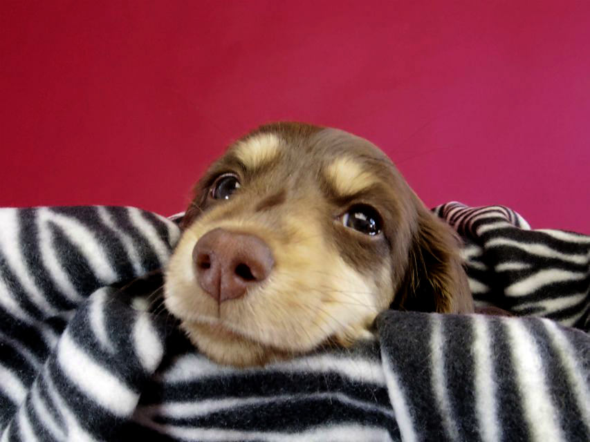 カニヘン ダックスフンド 子犬 チョコレートクリーム女の子
