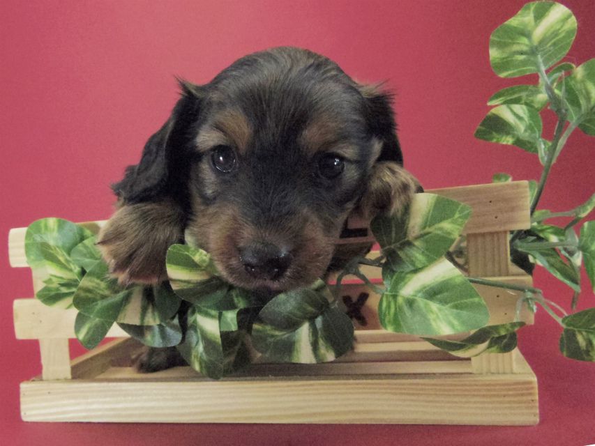 カニンヘン ダックスフンド 子犬 シェーデットレット 男の子