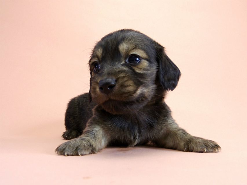 カニンヘン ダックスフンド 子犬 シェーデットクリーム 男の子 カニンヘン ダックスフンド 子犬 シェーデットクリーム 男の子