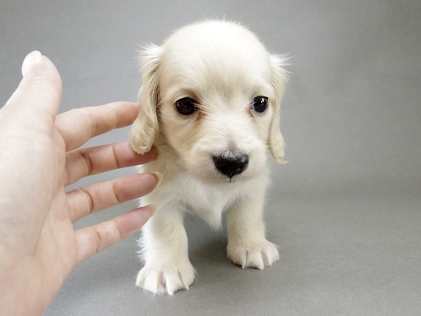 カニンヘン ダックスフンド 子犬 ピュアクリーム 男の子