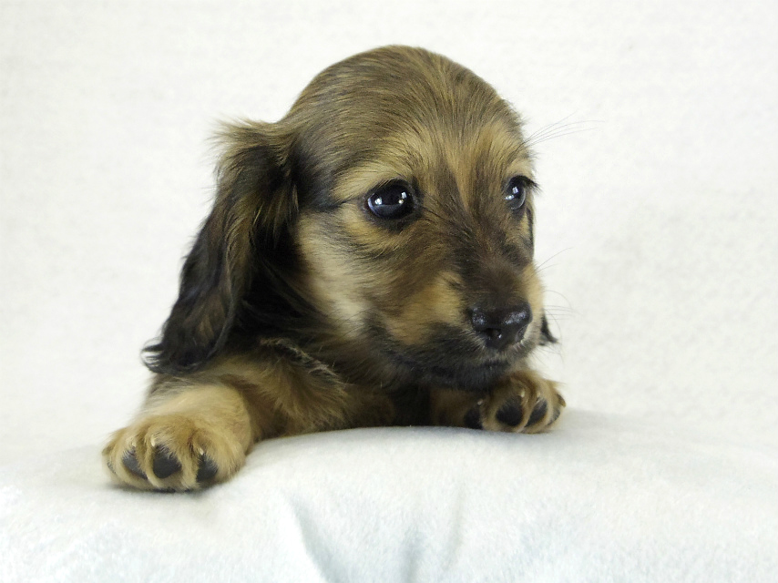 カニヘンダックス　シェーデットクリーム男の子