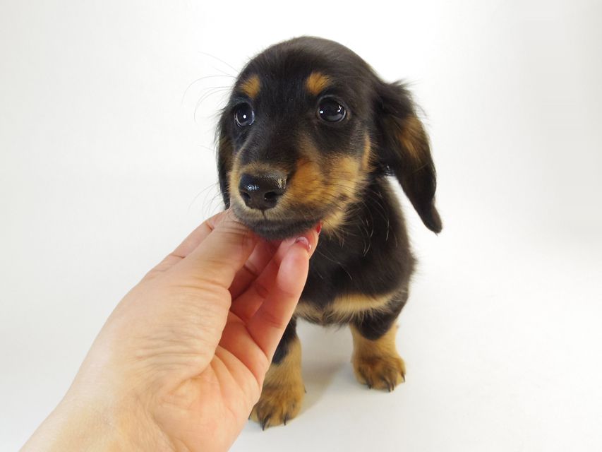 ダックスフンド カニンヘン ルヒィ & オスカルの子犬 ブラックタン 男の子