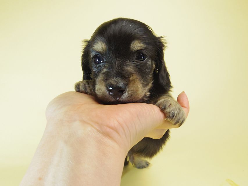 ダックスフンド あんず & クッキーの子犬 ブラッククリーム 男の子