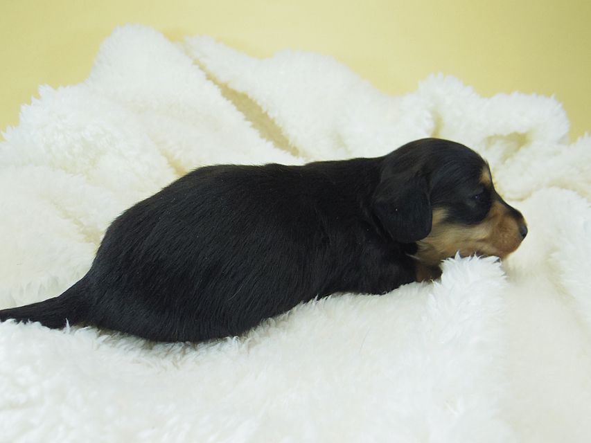 ミニチュアダックス シャーディー & オスカルの赤ちゃん ブラッククリーム 男の子