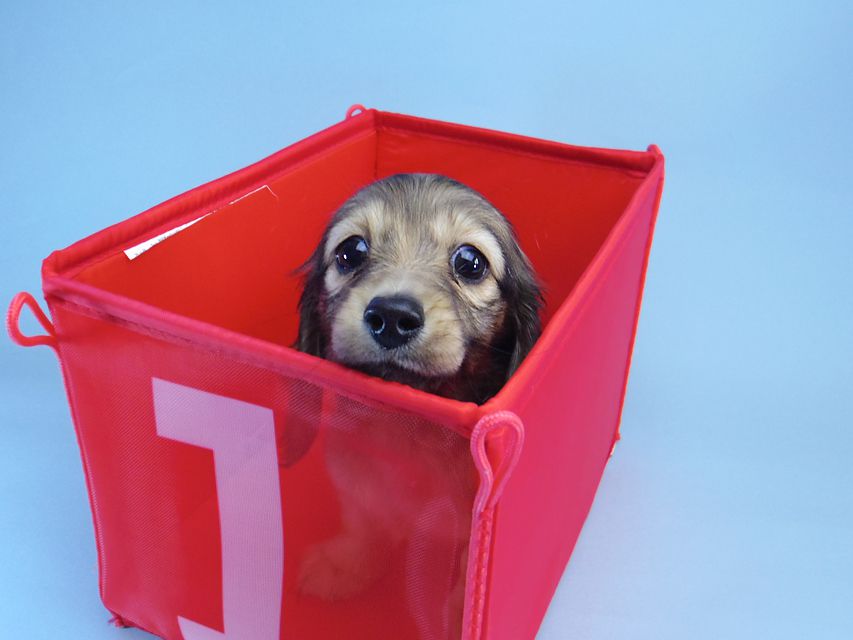 ダックスフンド マンドレ & ジムダンディの子犬 シェーデットクリーム 女の子