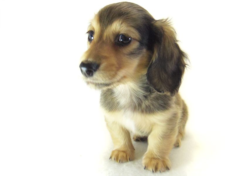 ダックスフンド カニンヘン なると & オスカルの子犬 シェーデットクリーム 男の子