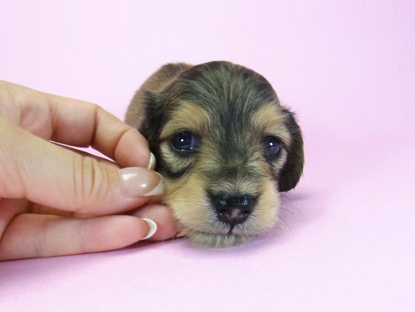 ダックスフンド グリム & オスカルの子犬 シェーデットクリーム 男の子 お写真初登場