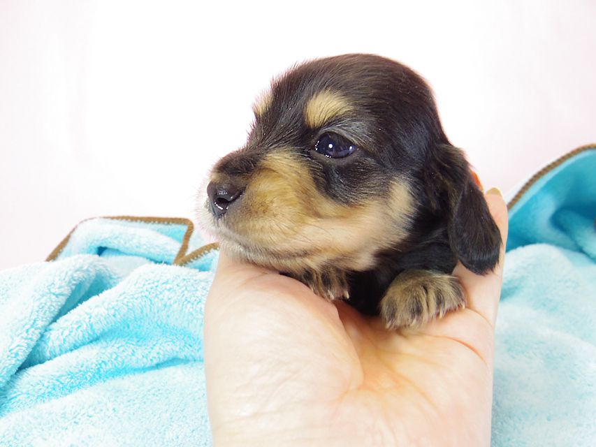 ダックスフンド ローラ.mi & アレックス ブラッククリーム 男の子 お写真初登場