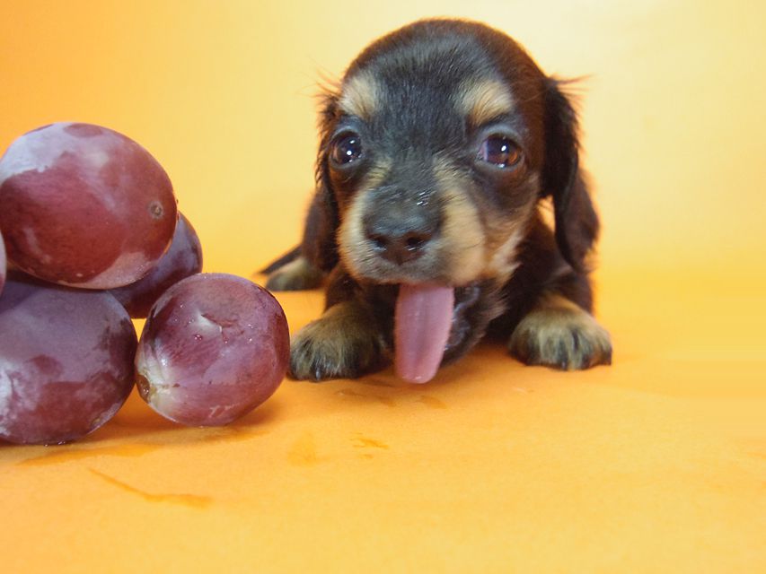 ダックスフンド ピノ & アレックスの赤ちゃん ブラッククリーム 男の子