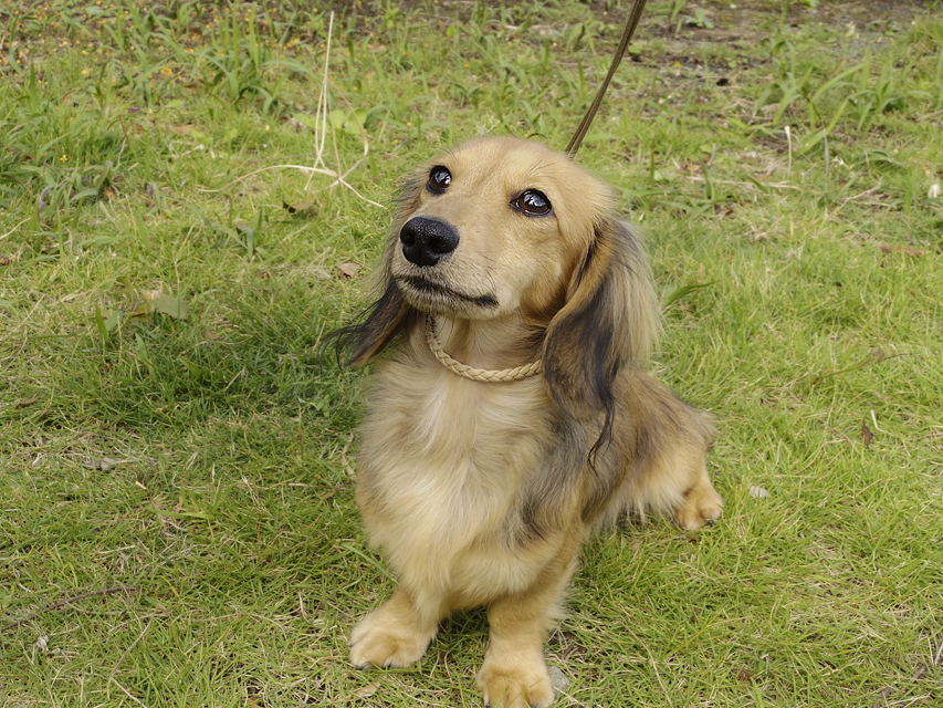 カニンヘンダックス　シェーデットクリーム　男の子　オスカル