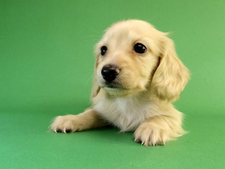 カニンヘン ダックスフンド クリーム男の子 カニンヘン ダックスフンド クリーム男の子