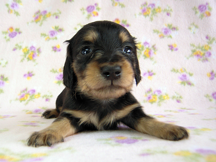 カニヘン　子犬　ブラタン女の子