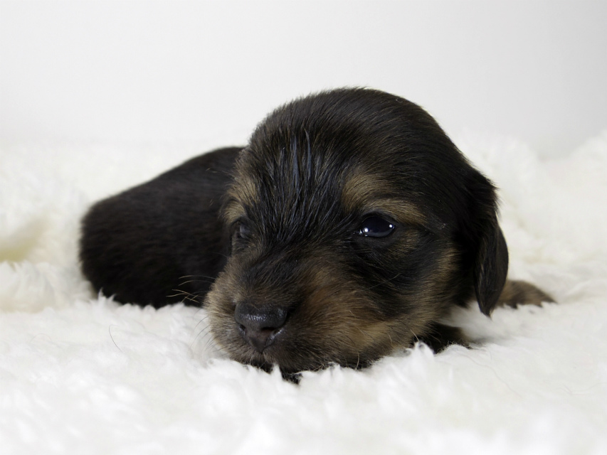 カニンヘン ダックスフンド 子犬 シェーデットクリーム 男の子 カニンヘン ダックスフンド 子犬 シェーデットクリーム 男の子