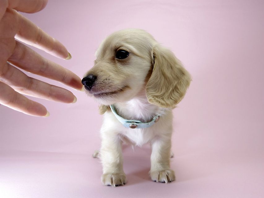 カニンヘン ダックスフンド 子犬 ピュアクリーム 男の子 カニンヘン ダックスフンド 子犬 ピュアクリーム 男の子