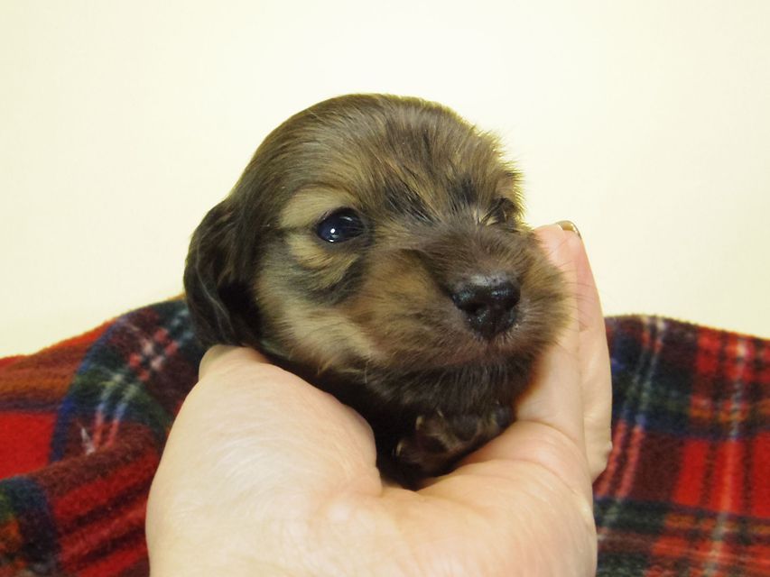 カニンヘン ダックスフンド チェルシー & AQUARIONの子犬 シェーデットクリーム 男の子