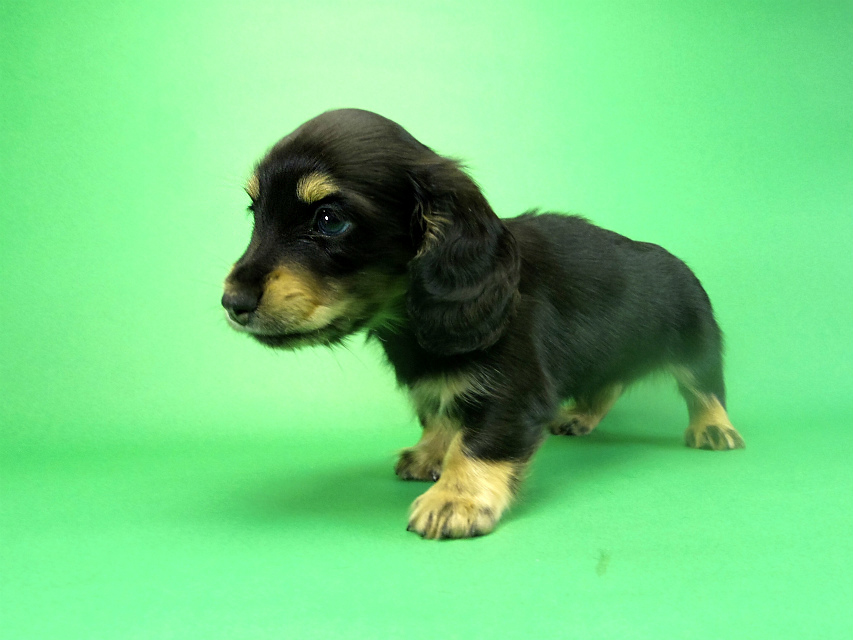 カニヘンダックス 子犬 ブラッククリーム 男の子 カニヘンダックス 子犬 ブラッククリーム 男の子
