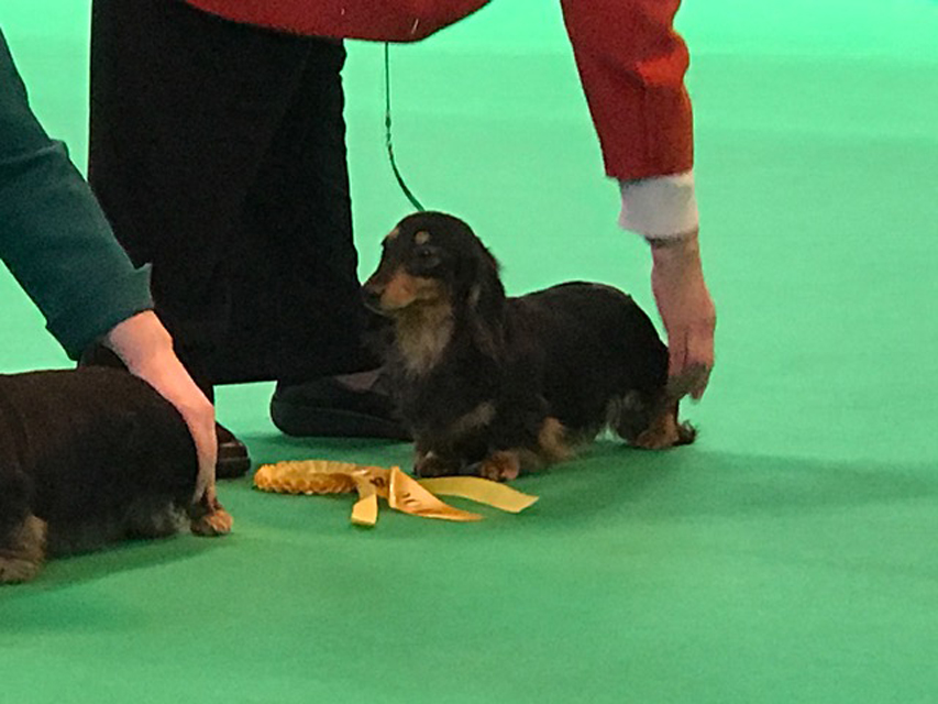 Crufts The World's Largest Dog Show | Events & Competitions