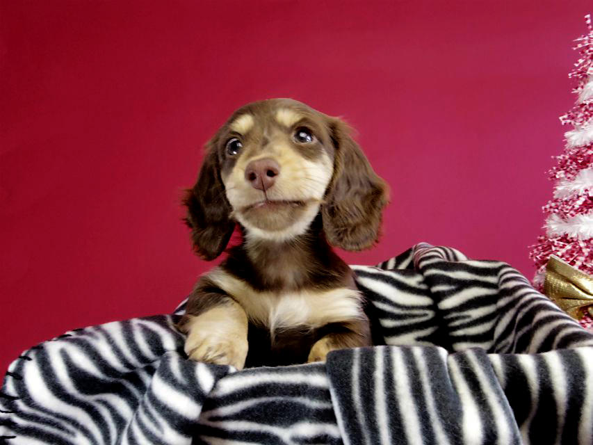 カニヘン ダックスフンド 子犬 チョコレートクリーム女の子