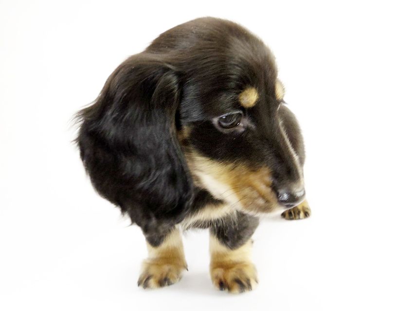 カニンヘン ダックスフンド 子犬 ブラッククリーム男の子
