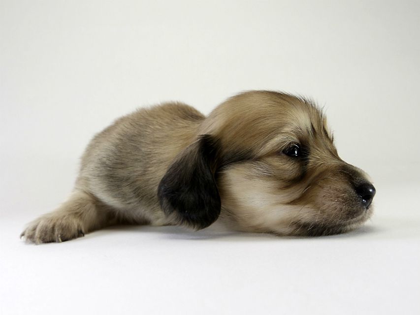 カニンヘン ダックスフンド 子犬 シェーデットクリーム 男の子