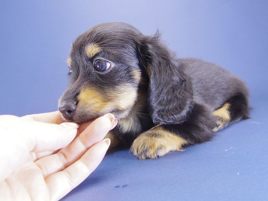 カニンヘン ダックスフンド エルナ & オスカルの赤ちゃん ブラックタン 女の子