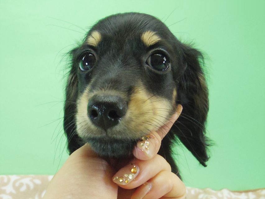 カニンヘン ダックスフンド エルナ & オスカルの赤ちゃん 6/25生まれ018 カニンヘン ダックスフンド エルナ & オスカルの赤ちゃん 6/25生まれ