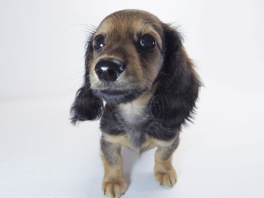 カニンヘン ダックスフンド アプリ & カイの赤ちゃん 7/18生まれ シェーデットクリーム 女の子