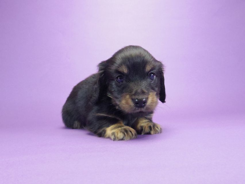 カニンヘン ダックスフンド レイ.s & 武蔵の子犬 ブラッククリーム 男の子