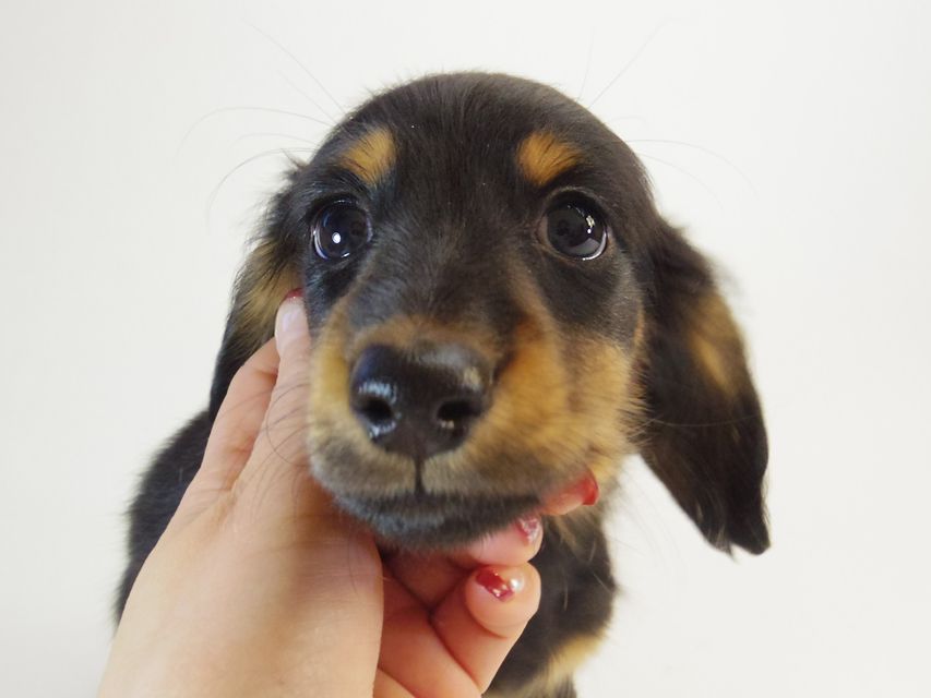 ダックスフンド カニンヘン ルヒィ & オスカルの子犬 ブラックタン 男の子