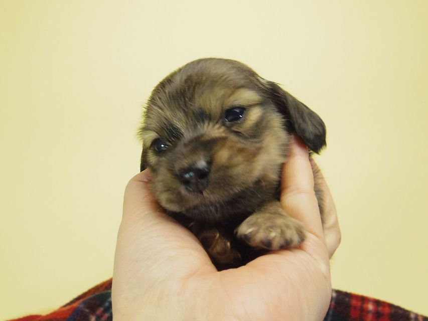 カニンヘン ダックスフンド チェルシー & AQUARIONの子犬 シェーデットクリーム 男の子