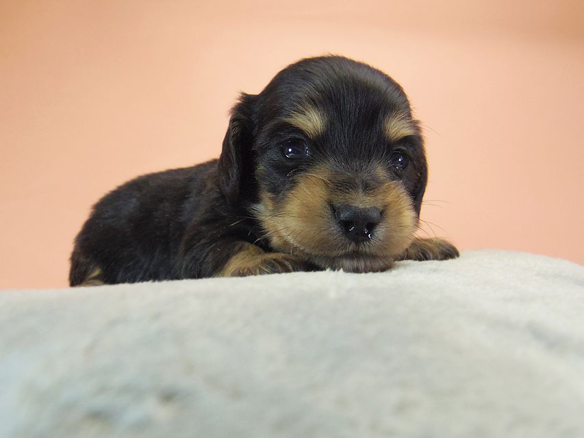 ダックスフンド カニンヘン SHELLY.mi & オスカルの子犬 ブラッククリーム 男の子018 ダックスフンド カニンヘン SHELLY.mi & オスカルの子犬 ブラッククリーム 男の子