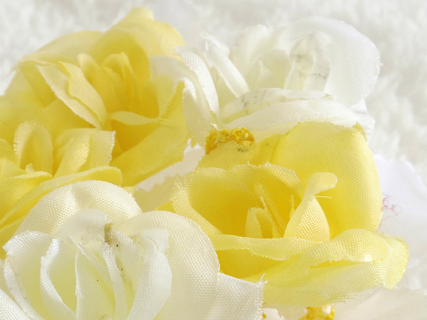 カニンヘン 子犬 シェーデットクリーム男の子 カニンヘン 子犬 シェーデットクリーム男の子