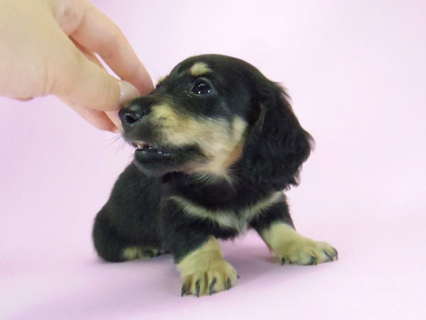 ダックスフンド ルル.hb & セブンの子犬 ブラクリ 男の子