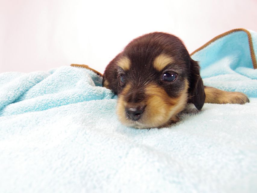 ダックスフンド ローラ.mi & アレックス ブラッククリーム 男の子 お写真初登場