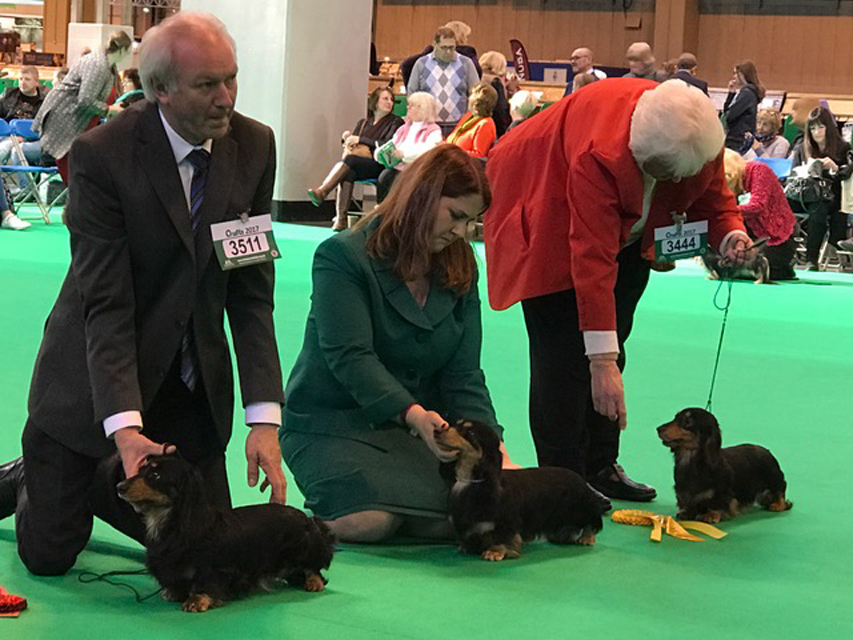 Crufts The World's Largest Dog Show | Events & Competitions