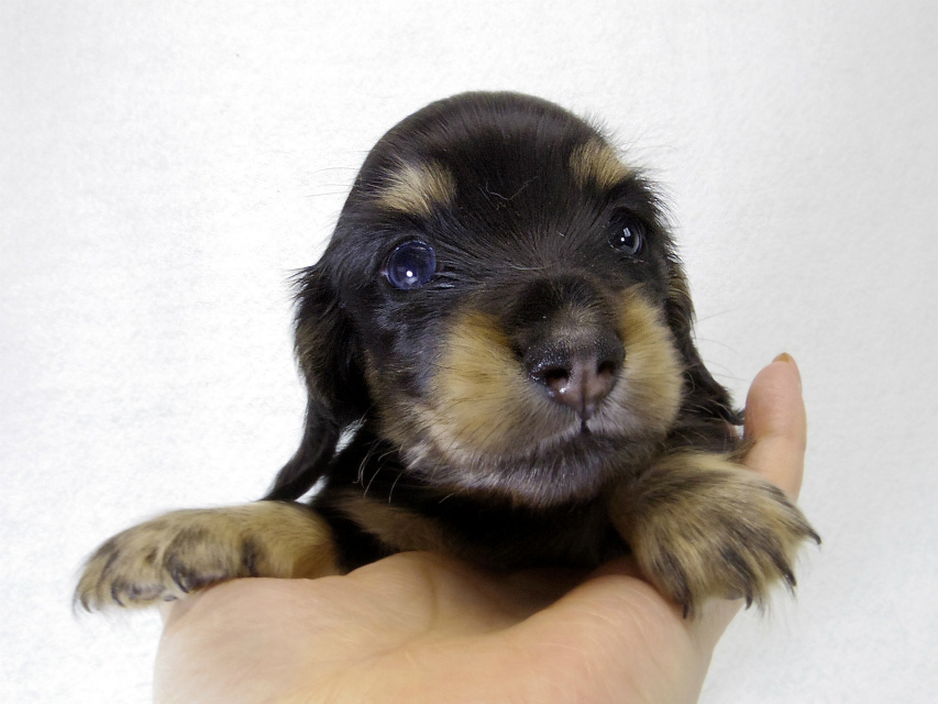 カニンヘンダックス　子犬　ブラッククリーム男の子