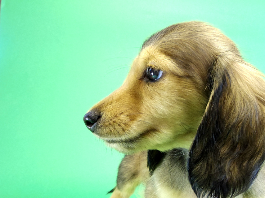 カニンヘンダックス 子犬 シェーデットクリーム男の子 カニンヘンダックス 子犬 シェーデットクリーム男の子