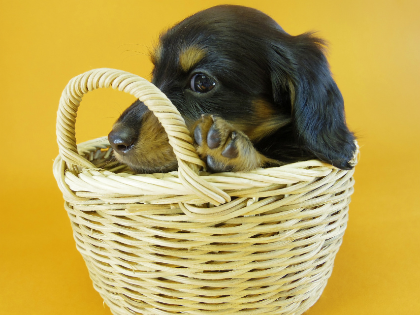 カニヘン 子犬 ブラック&タン 男の子 カニヘン 子犬 ブラック&タン 男の子