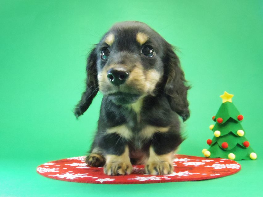 カニンヘン ダックスフンド レイ.s & 武蔵の赤ちゃん