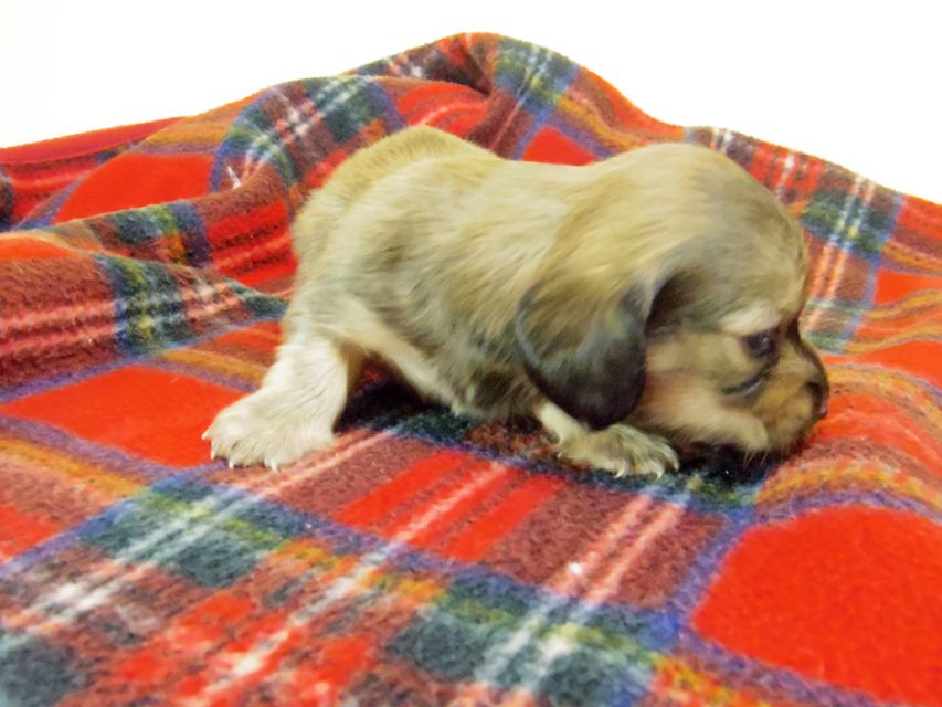 カニンヘン ダックスフンド チェルシー & AQUARIONの子犬 シェーデットクリーム 男の子