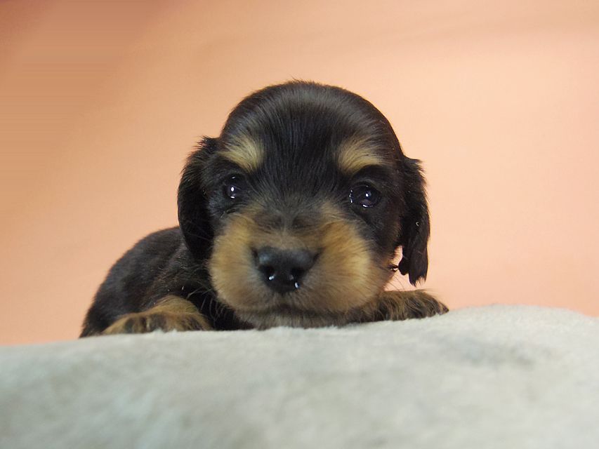ダックスフンド カニンヘン SHELLY.mi & オスカルの子犬 ブラッククリーム 男の子019 ダックスフンド カニンヘン SHELLY.mi & オスカルの子犬 ブラッククリーム 男の子