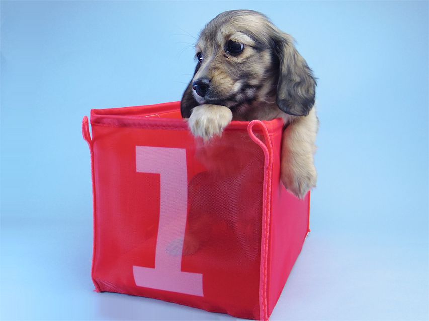 ダックスフンド マンドレ & ジムダンディの子犬 シェーデットクリーム 女の子