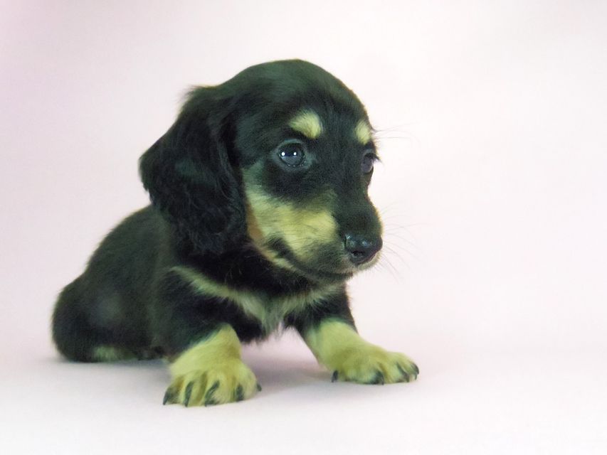 ダックスフンド ルル.hb & セブンの子犬 ブラクリ 男の子