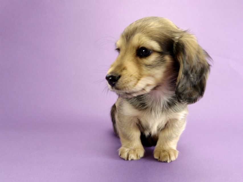 カニンヘン ダックスフンド 子犬 シェーデットクリーム 男の子