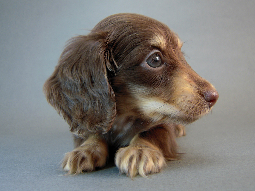 カニヘン　子犬　チョコクリーム女の子