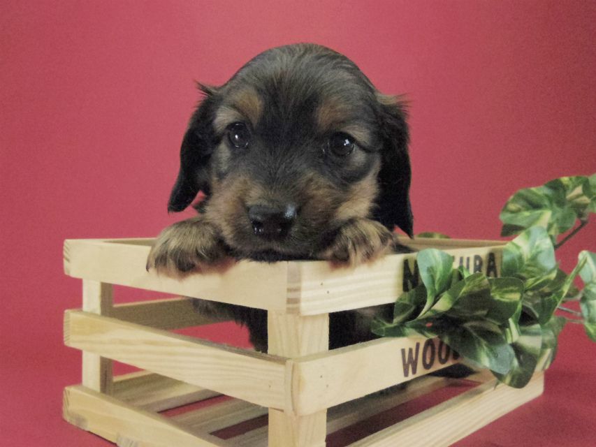 カニンヘン ダックスフンド 子犬 シェーデットレット 男の子