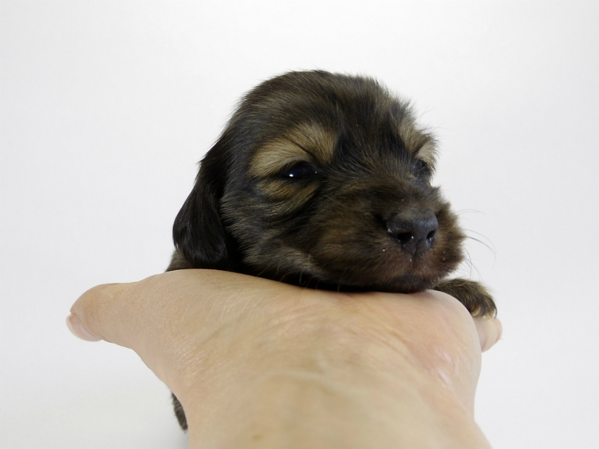 カニンヘン ダックスフンド 子犬 ブラッククリーム 男の子